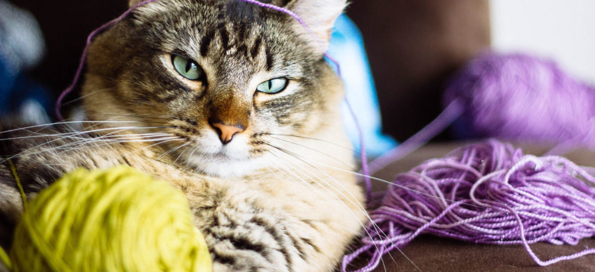 Img gatos ovillos lana peligros