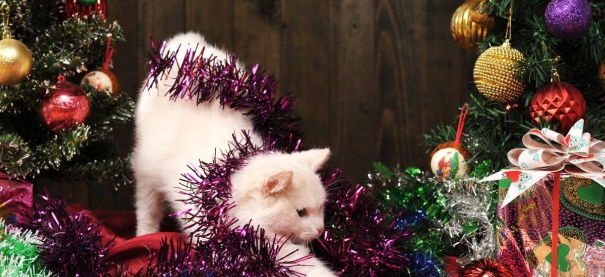 img_gatos-peligros-navidad-cuidados Img gatos peligros navidad cuidados