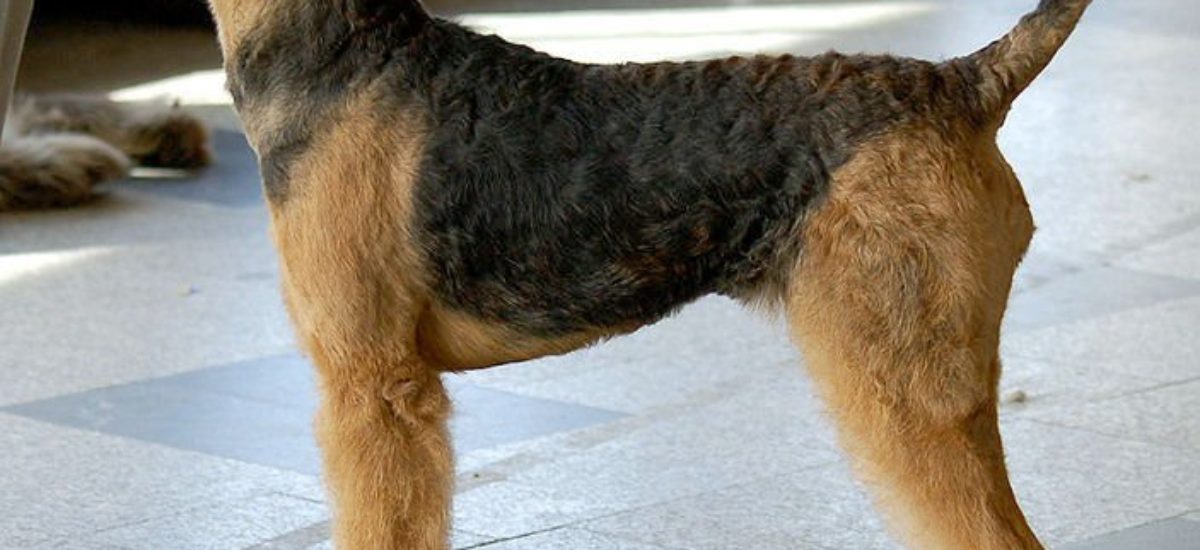 Img airedale terrier
