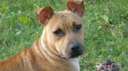 Img american staffordshire terrier