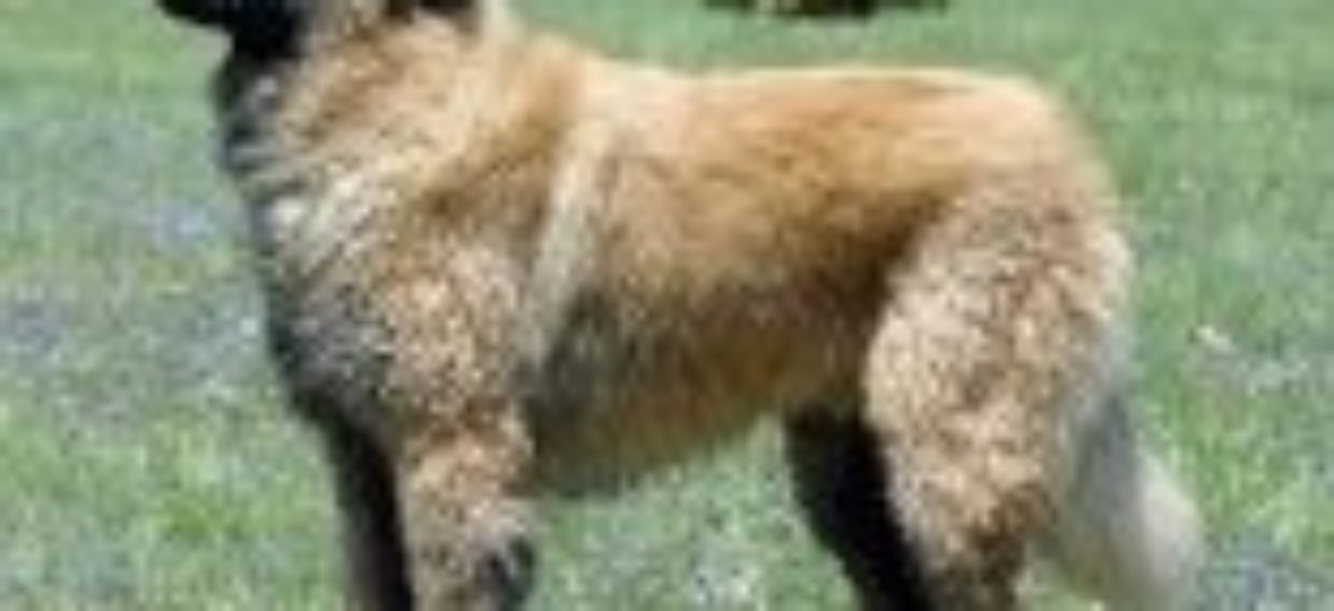 Img cao da serra da estrela listado