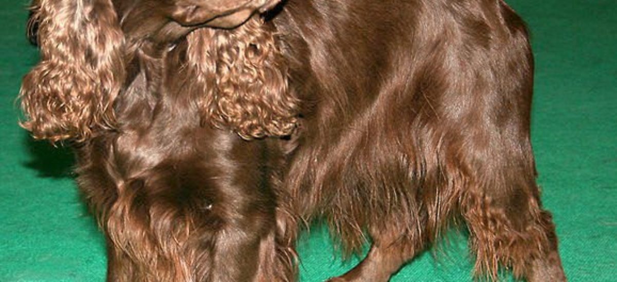 Img field spaniel