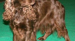 Img field spaniel