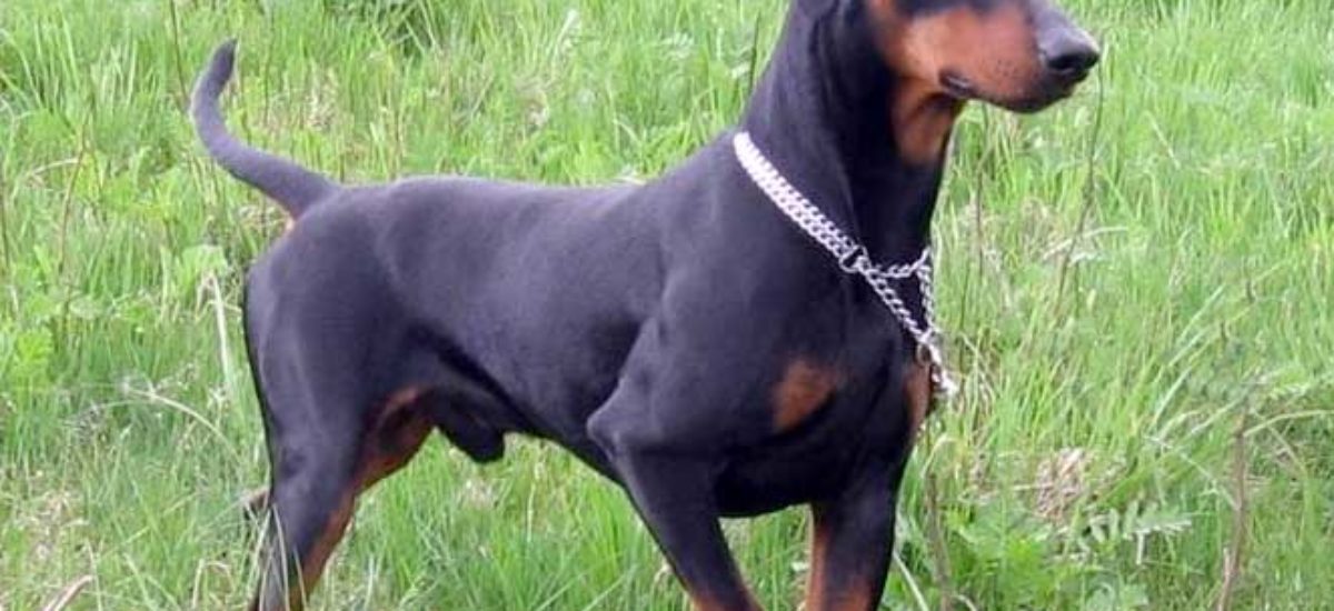 Pinscher alemán | Consumer