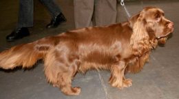 Img sussex spaniel