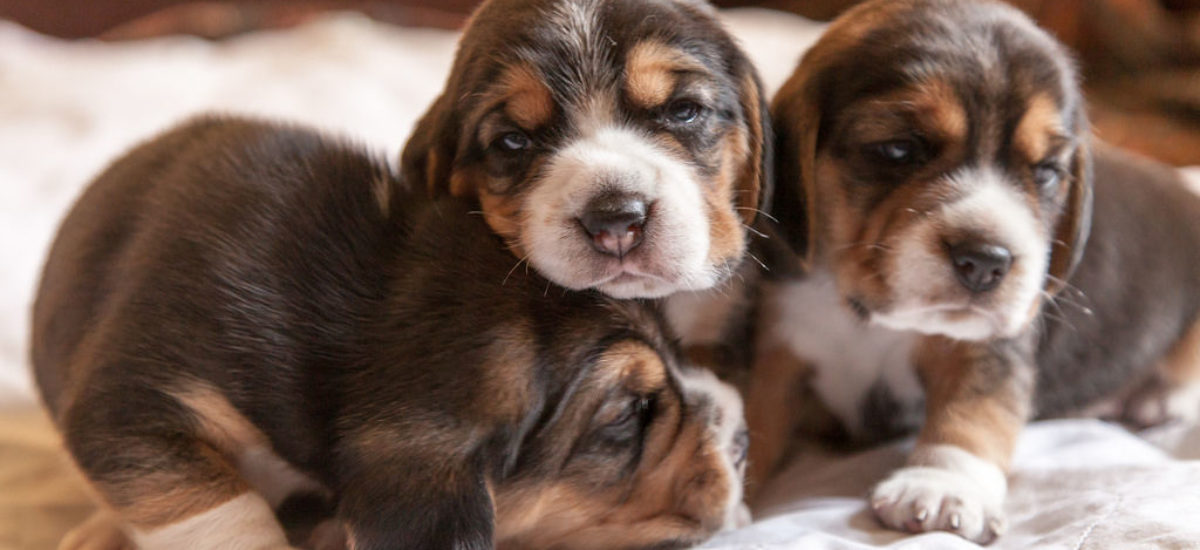 Img cachorros primeros auxilios