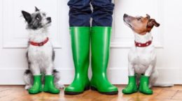 Img perros pasear lluvia trucos portadas