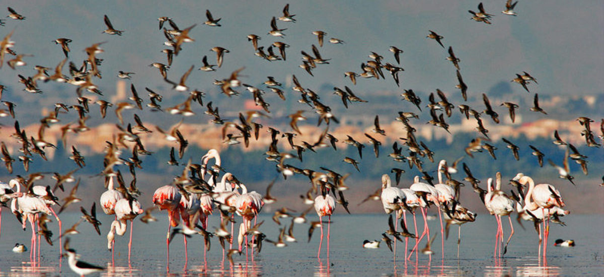 Img flamencosgrande