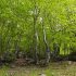 Img bosques hd