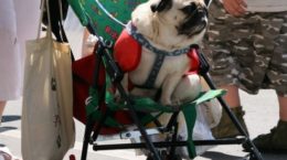Img carritos perros sillas ruedas remolques canes mascotas viajar listg