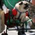 Img carritos perros sillas ruedas remolques canes mascotas viajar listg