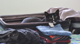 Img gatos viajes coches mascotas