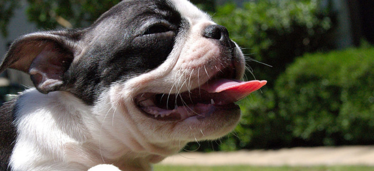 Img perros chatos calor