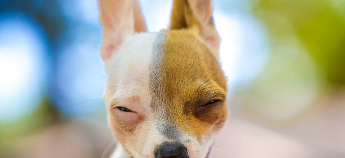 Img perro dientes sanos