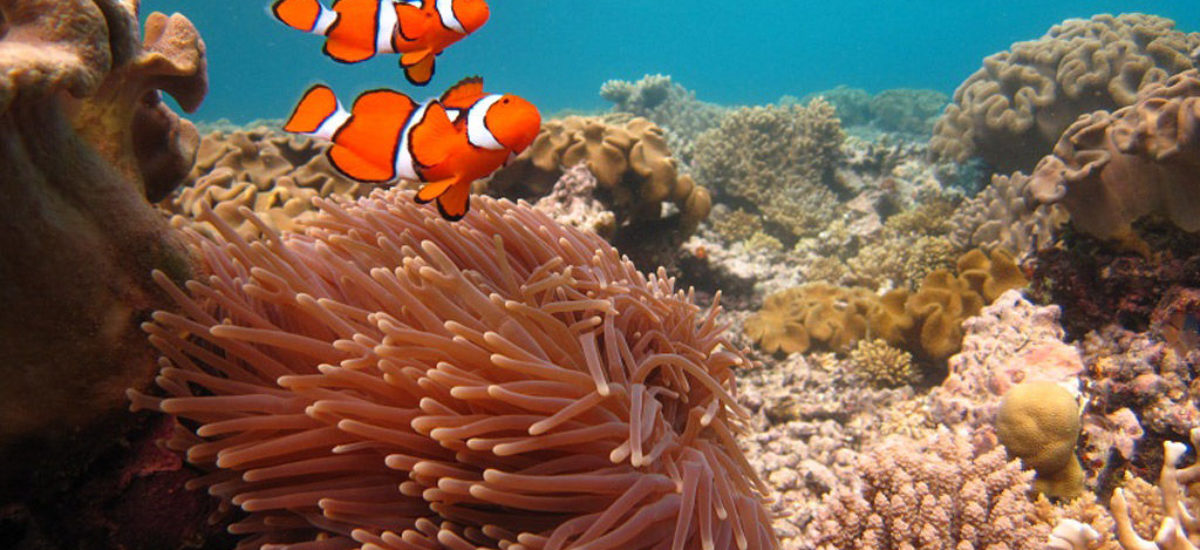 Img coral australia hd