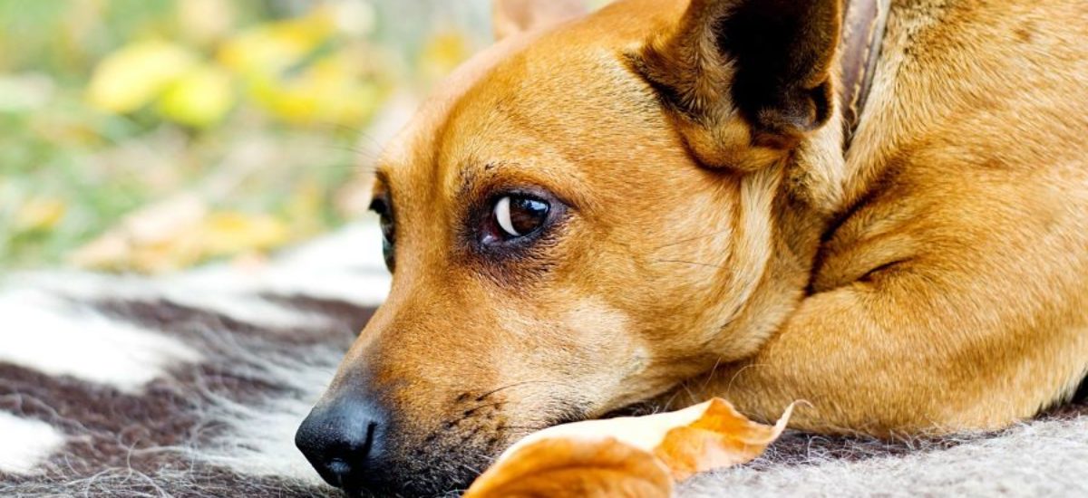 Img animales abandonados perro