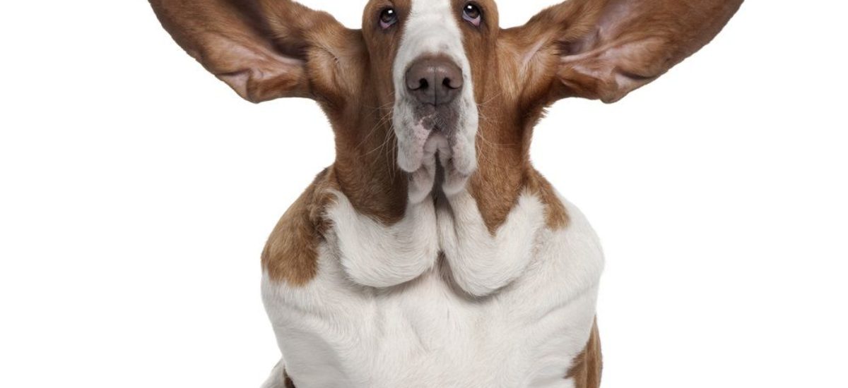 Img perros orejas cuidados otitis