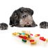 Img mascotas medicinas sobremedicar