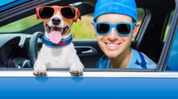 Img viajar mascotas perros coches