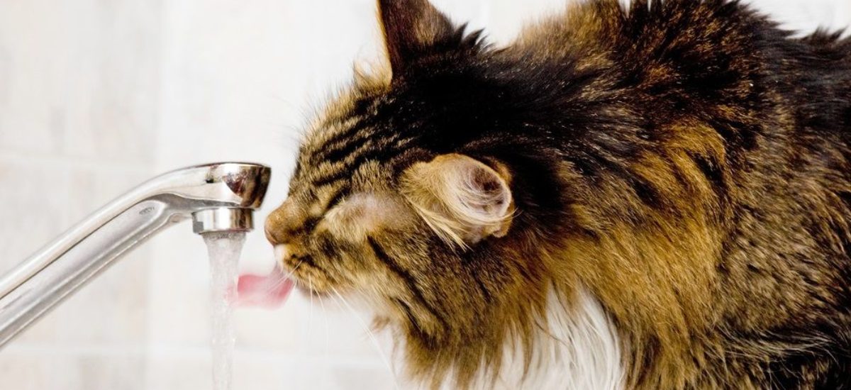 img_gatos-veranos-activos Img gatos veranos activos