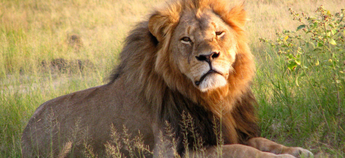 img_cecil-leon.hd_ Img cecil leon hd