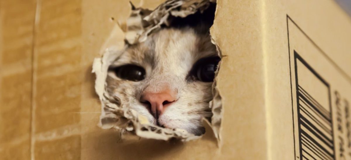 Tropezón Simplificar retorta Cómo hacer un rascador para gatos con cartón? | Consumer