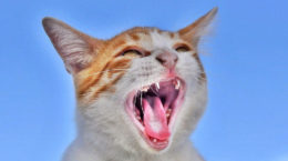 Img gatos voz maullidos afonico resfriado salud consejos animales mascotas