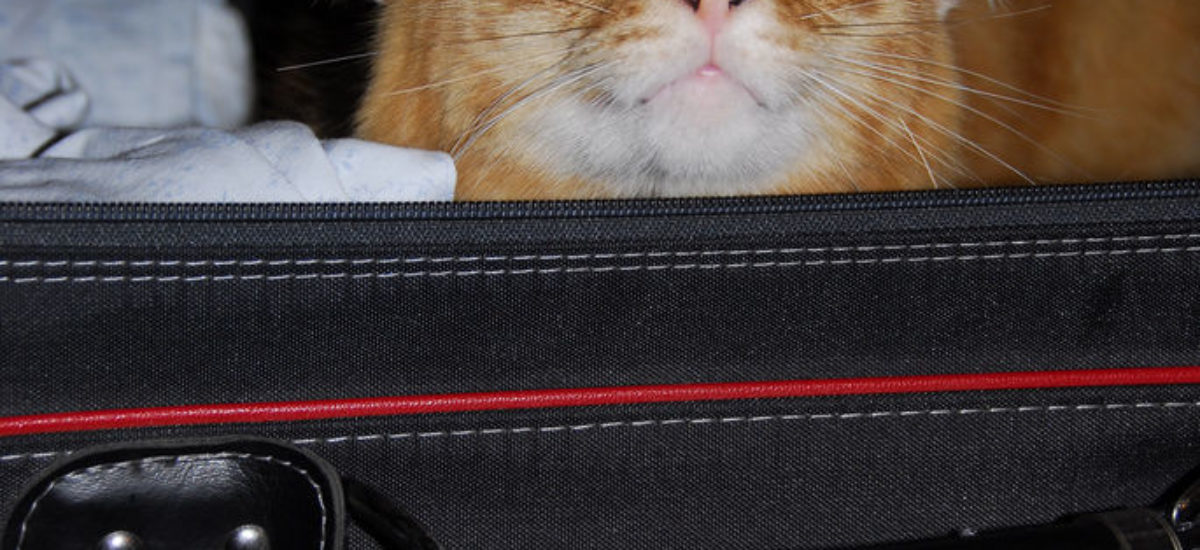 Img gatos viajar coches