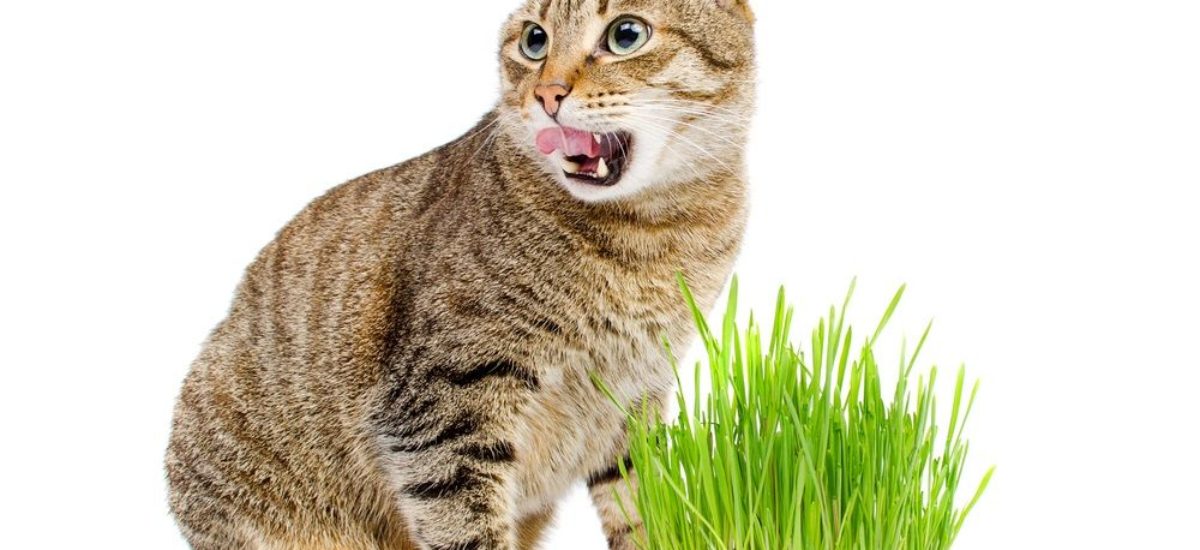 Img gatos catnip hierbas