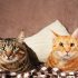 Img adoptar gatos dos