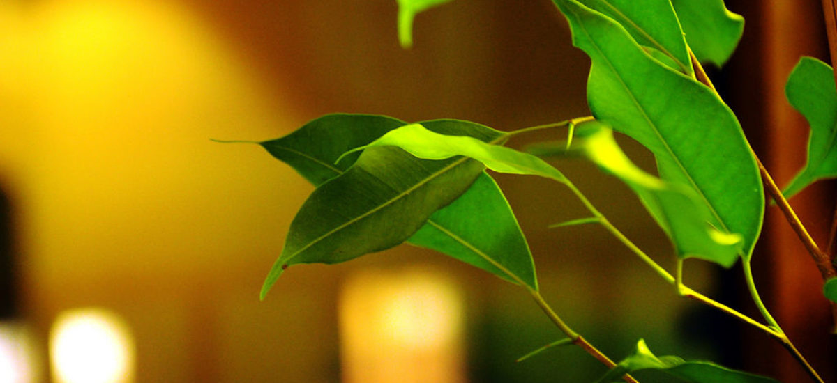 img_ficus-plantas.hd_ Img ficus plantas hd