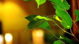 Img ficus plantas hd