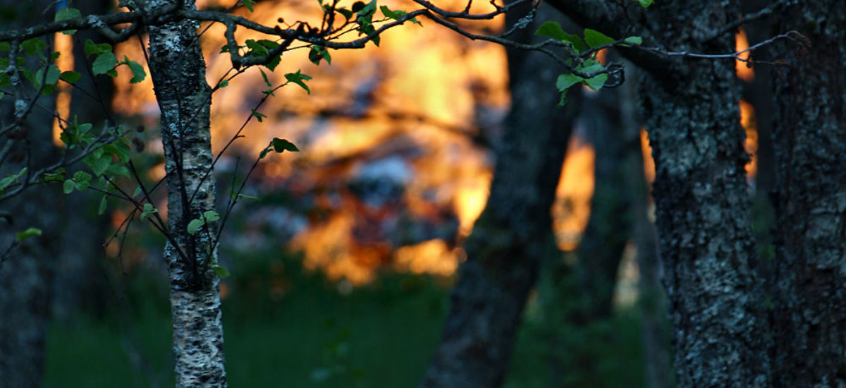 Img incendioforestal hojas hd