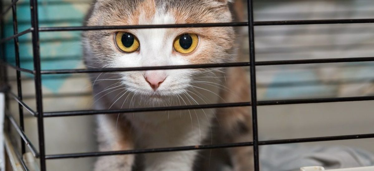 img_gatos-perdidos Img gatos perdidos