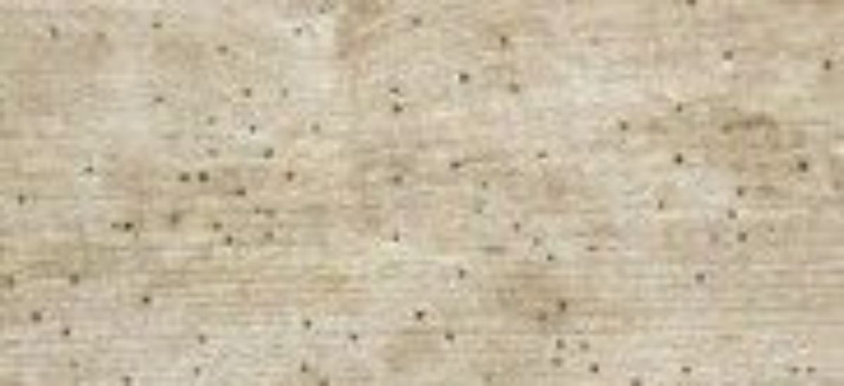 img_polillaslist Img polillaslist