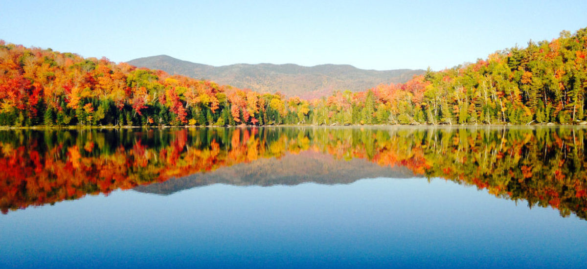 img_arboles.mundo_.hd_-1 Img arboles mundo hd