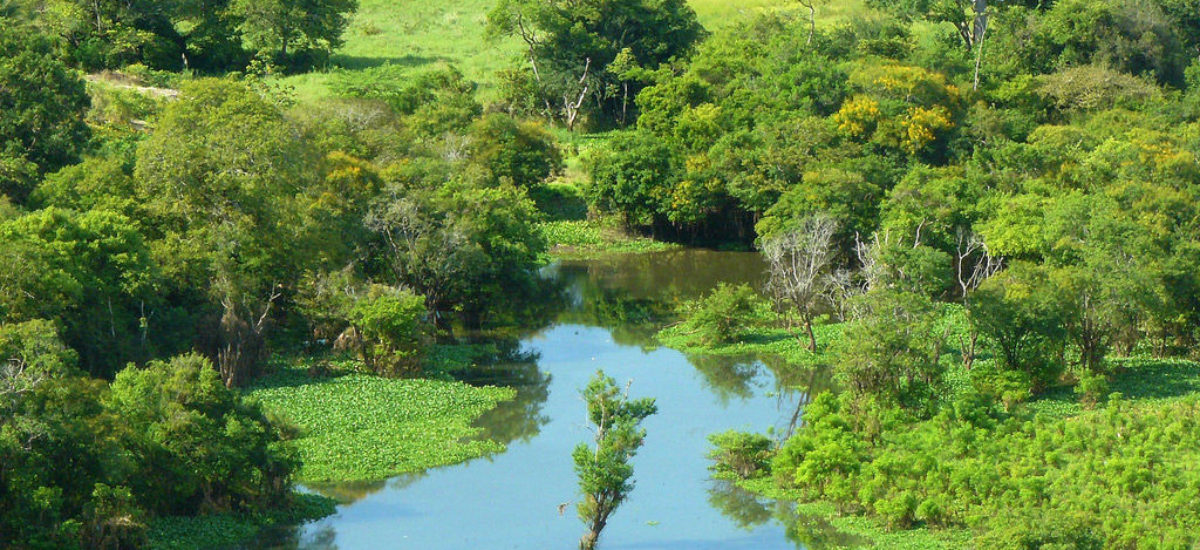 Img amazonas hd