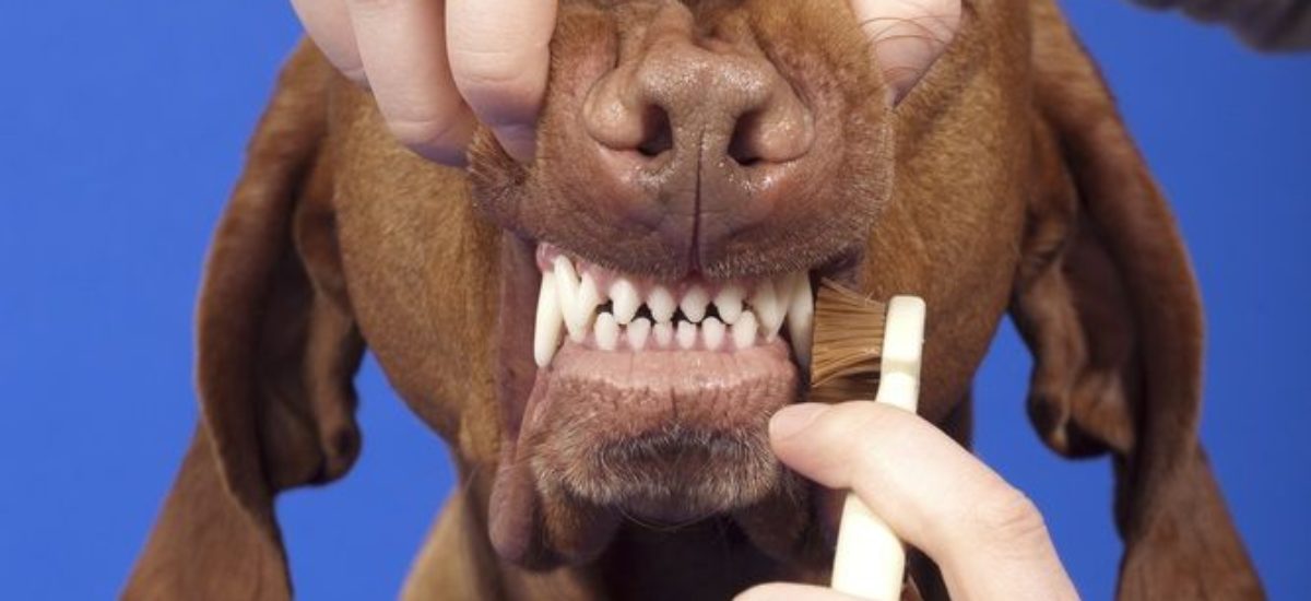 Cómo dientes del perro? Todo lo que necesitas saber | Consumer