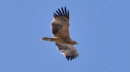 Img aguila imperial iberica hd