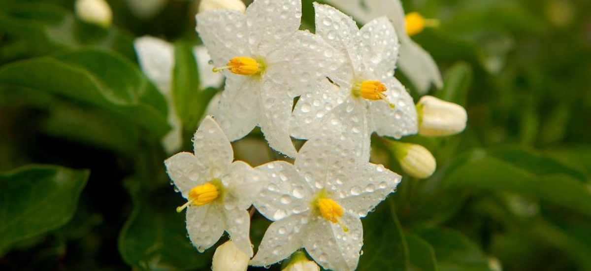 El jazmín, una planta de floración estival | Consumer