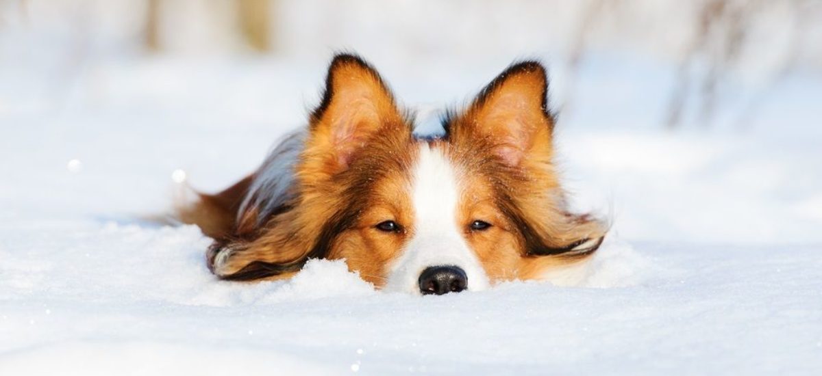 Img perros adoran nieve