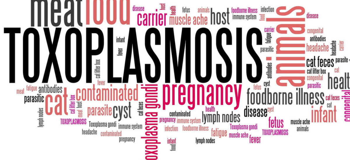 Img toxoplasmosis informacion hd