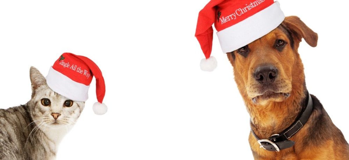 Img perros gatos felicitar navidad videos