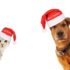 Img perros gatos felicitar navidad videos