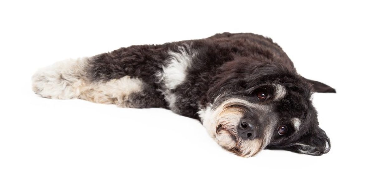 img_perros-epilepsia-todo- Img perros epilepsia todo