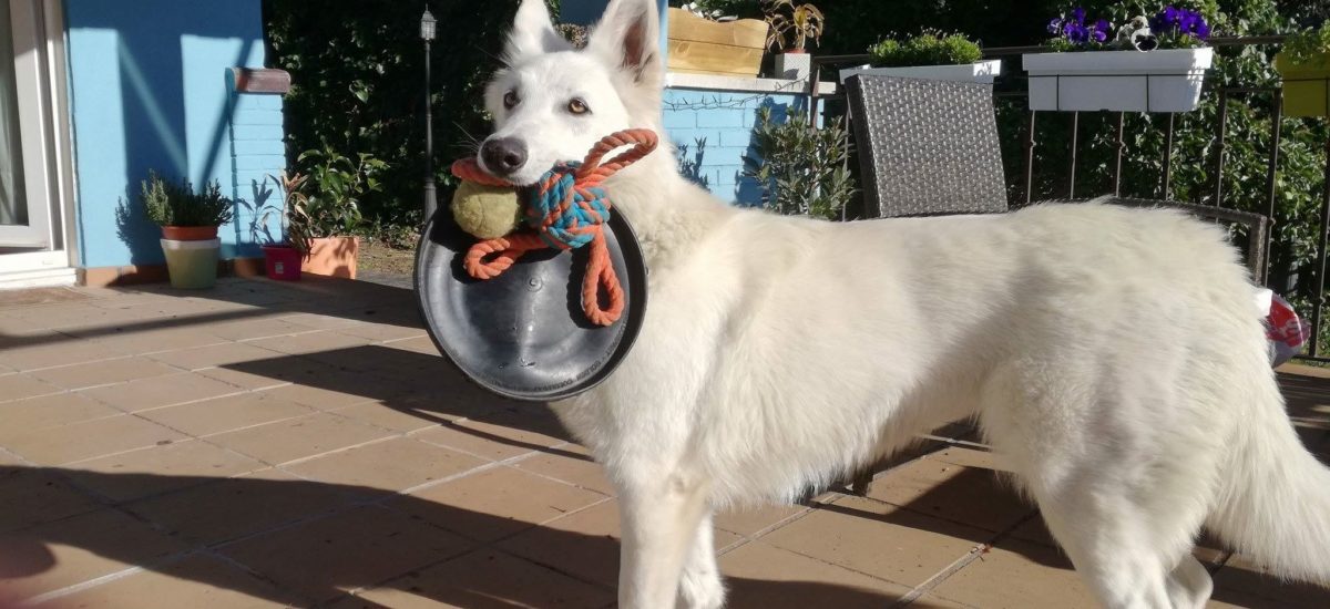 Img perros juguetes ada frisbee