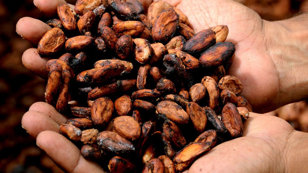Del cacao al chocolate | Consumer
