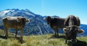 Vacas pirineos hd