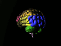 Img Brain animated color nevit