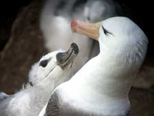 Img albatros